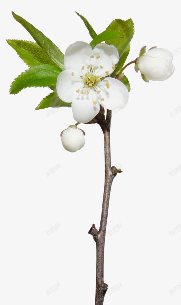 樱花png免抠素材_新图网 https://ixintu.com 树叶 树枝 植物 白色 花卉 花朵 鲜花