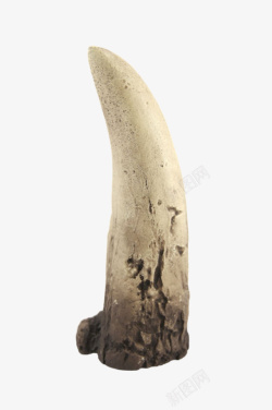 巨型动物穿孔的霸王龙牙齿实物高清图片