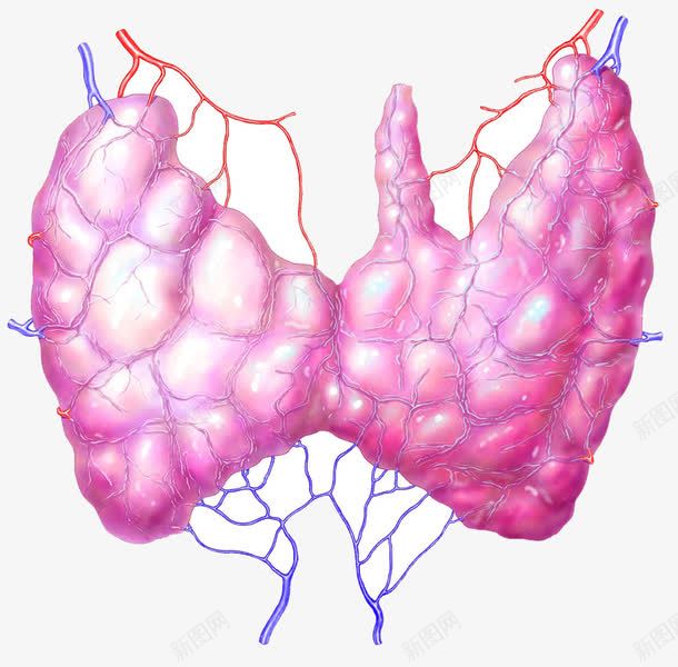 人体甲状腺腺体png免抠素材_新图网 https://ixintu.com 激素 甲状腺 腺体 血管 静脉