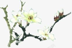 手绘玉兰花素材