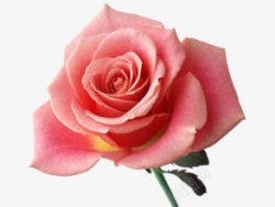 一朵玫瑰一朵粉色玫瑰高清图片
