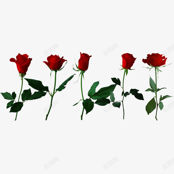 馥郁芬芳psd免抠素材_新图网 https://ixintu.com 3D玫瑰 一束玫瑰 玫瑰花 红色玫瑰 美丽 馥郁芬芳 鲜艳的玫瑰