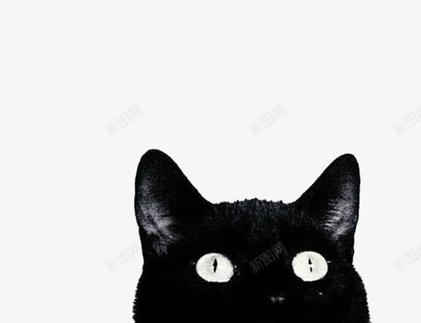 向上看的小黑猫png免抠素材_新图网 https://ixintu.com 圆圆的 沉思 眼睛大大的 聚精会神