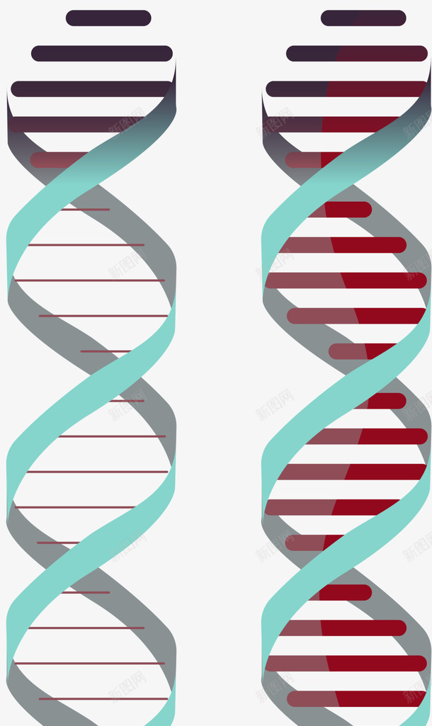 双螺旋卡通风格DNApng免抠素材_新图网 https://ixintu.com DNA分子 DNA双螺旋结构图片 分子结构 卡通DNA 卡通风格 双螺旋 矢量DNA