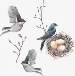 鸟类的庇护所鸟巢鸟蛋高清图片
