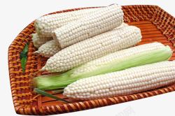 白色品种簸箕里的新品种玉米高清图片