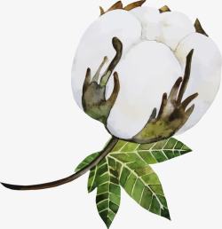 纯净的载体白色棉花花朵图图标高清图片
