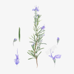 大气紫色花开手绘开紫色花的迷迭香插图高清图片