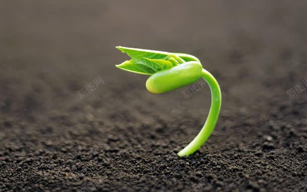 植物清新生命力自然jpg设计背景_新图网 https://ixintu.com 植物 清新 生命力 自然