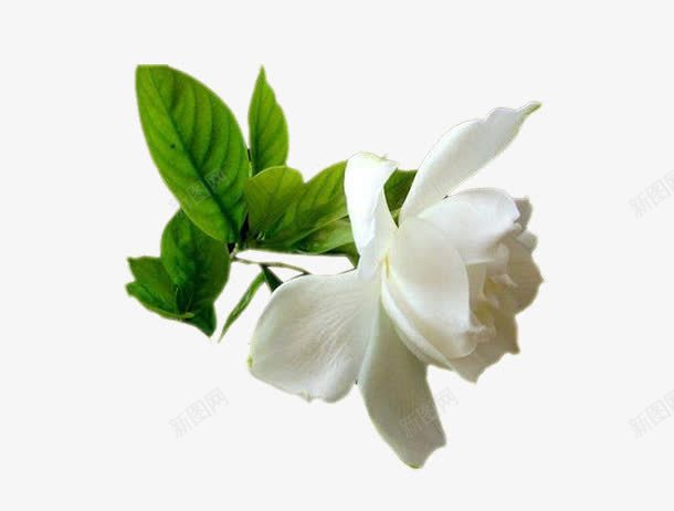 白色花朵png免抠素材_新图网 https://ixintu.com 栀子花 白玫瑰 白花 花朵