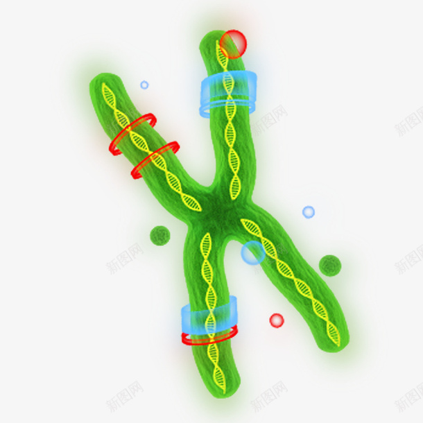 绿色手绘DNApng免抠素材_新图网 https://ixintu.com DNA DNA结构图 免抠图 抠图 插画 装饰画