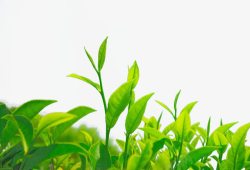 植物新芽绿茶高清图片