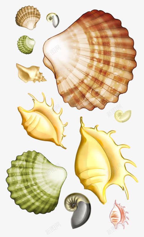 卡通海洋生物扇贝海螺png免抠素材_新图网 https://ixintu.com 卡通 扇贝 海洋生物 海洋生物卡通 海螺