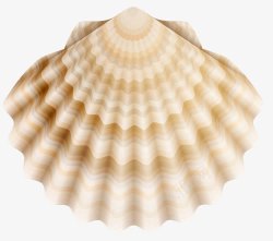 花贝海洋生物贝壳高清图片