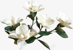 白色玉兰花摄影白色的玉兰花树叶高清图片