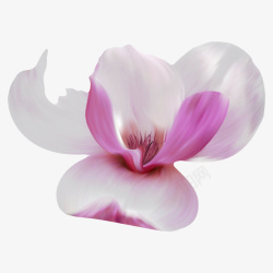 带紫色白色带香味带紫色的玉兰花瓣实物高清图片