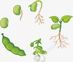 生长的豆芽一颗豌豆的生长过程高清图片