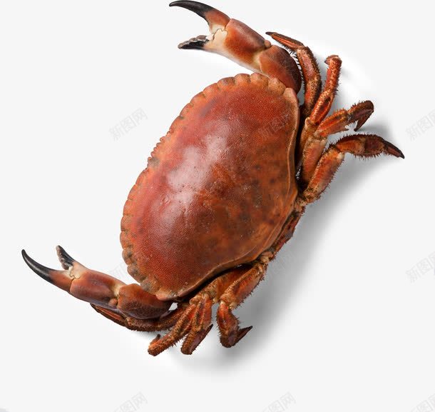 活着的螃蟹png免抠素材_新图网 https://ixintu.com PNG素材 海产品 螃蟹 食物