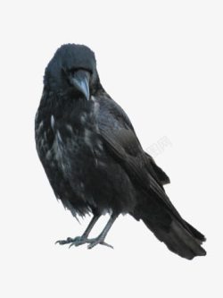 黑色羽毛的乌鸦素材