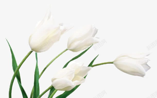 白色系郁金香png免抠素材_新图网 https://ixintu.com 植物 白色花 花 花卉 花朵 郁金香 鲜花
