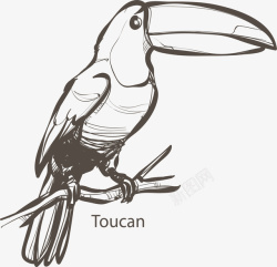 手绘的大嘴鸟手绘素描枝头大嘴鸟矢量图高清图片
