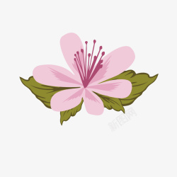 粉色五花瓣绽放的杜鹃花瓣素材