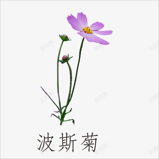 波斯菊png免抠素材_新图网 https://ixintu.com 花朵 花瓣 鲜花