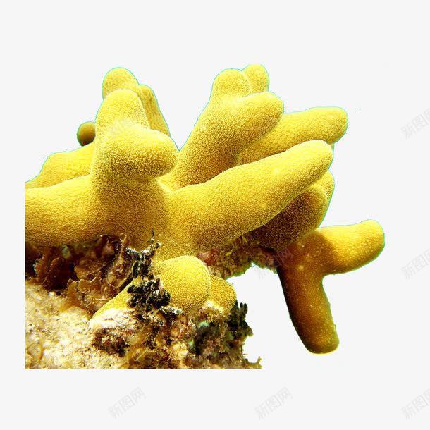 海底生物png免抠素材_新图网 https://ixintu.com 海底世界 海底素材 海洋生物 热带鱼 珊瑚礁