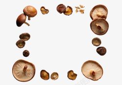 食用菌菇类香菇环一圈香菇蘑菇高清图片