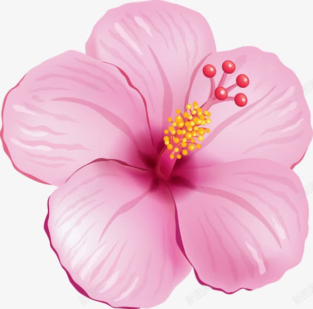 粉色木槿png免抠素材_新图网 https://ixintu.com 木槿花 粉色 花朵 花蕊