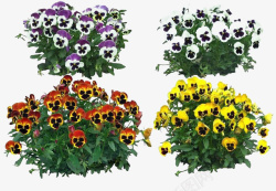 四种颜色的花四种颜色三色堇高清图片