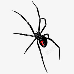 长脚蜘蛛简约黑色蜘蛛侧面矢量图高清图片