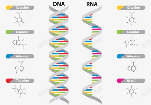DNA和RNA载体示意图png免抠素材_新图网 https://ixintu.com DNA DNA载体 RNA 示意图