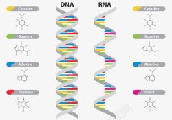 DNA和RNA载体示意图素材