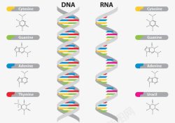 DNA转录RNADNA和RNA载体示意图高清图片