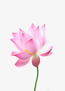 印度莲花庙粉红色纯洁的带水滴的水芙蓉实物高清图片