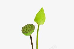 浮水植物绿色纯洁的莲蓬水芙蓉实物高清图片