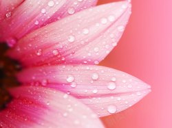 粉红色水滴粉红色的花瓣水滴模糊背景高清图片