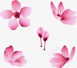 樱花节粉色樱花观赏樱花花瓣高清图片
