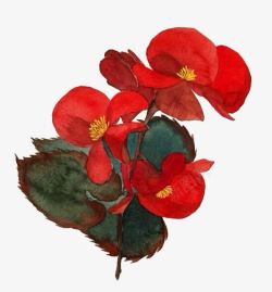 手绘红色海棠素材