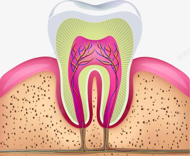 牙齿剖面图png免抠素材_新图网 https://ixintu.com 保护牙齿 牙科 牙齿保健 牙龈 牙龈健康刷牙防蛀牙 神经