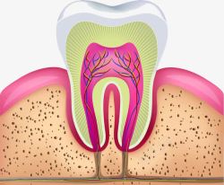 牙科保健牙齿剖面图高清图片