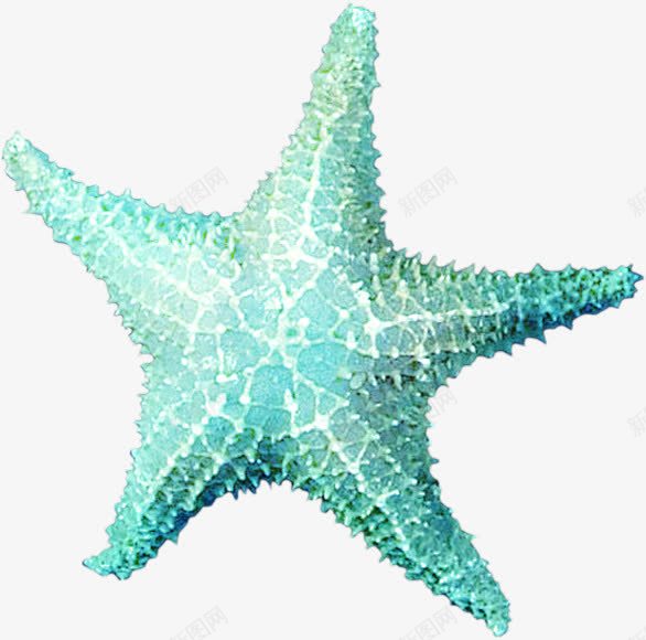 海洋生物png免抠素材_新图网 https://ixintu.com 沙滩元素 海洋生物 海派星 海螺 贝壳