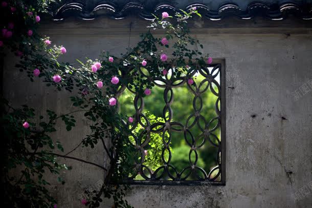 苏州园林蔷薇花壁纸jpg设计背景_新图网 https://ixintu.com 园林 壁纸 苏州 蔷薇