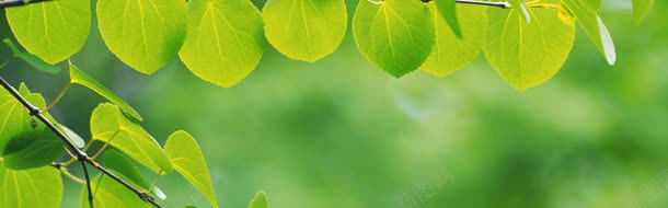 树叶背景jpg设计背景_新图网 https://ixintu.com 春天 春季 树叶 树枝 海报背景 绿意 绿色
