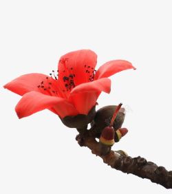 红棉一朵向上盛放的红色木棉花实物带高清图片