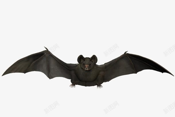 飞翔的蝙蝠png免抠素材_新图网 https://ixintu.com HALLOWEEN 万圣节 恐怖 惊吓 蝙蝠 鬼节