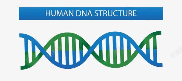 DNA结构示意图png免抠素材_新图网 https://ixintu.com DNA DNA结构 示意图