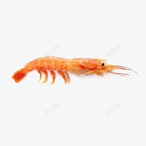 阿根廷红虾png免抠素材_新图网 https://ixintu.com 海产红虾 煮熟的虾 虾 阿根廷红虾