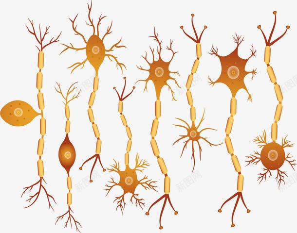 神经元构成png免抠素材_新图网 https://ixintu.com 矢量素材 神经元 神经细胞 神经网络 神经递质